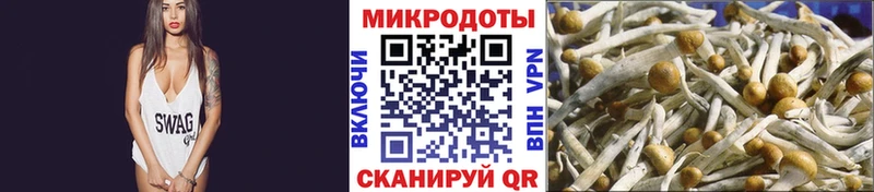 магазин Дзержинский Псилоцибиновые грибы Cubensis